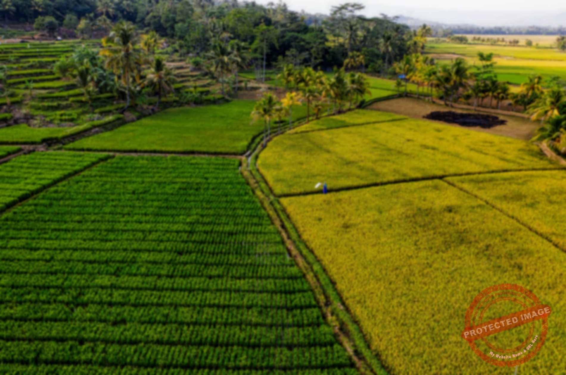 Agriculture 
